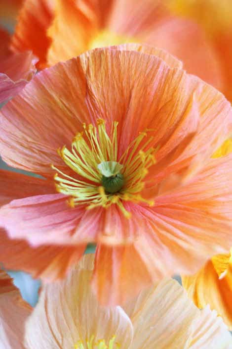 Paper poppy tutorial by Kate Alarcón for AnInspiring.com