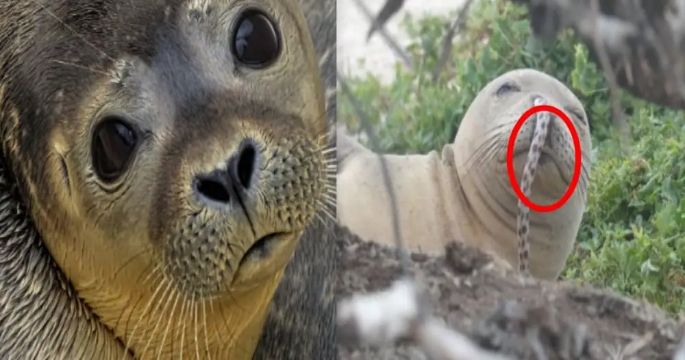 Hawaiian Seal's New Trend? Sea eels drilling into the seal's nostrils! !