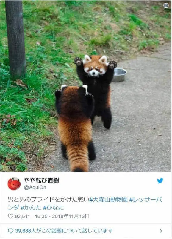 Most Heart Melting Animal Cute Red Panda Raise Their Claws To Surrender Aninspiring Com