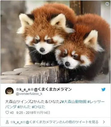 Most Heart Melting Animal Cute Red Panda Raise Their Claws To Surrender An Inspring