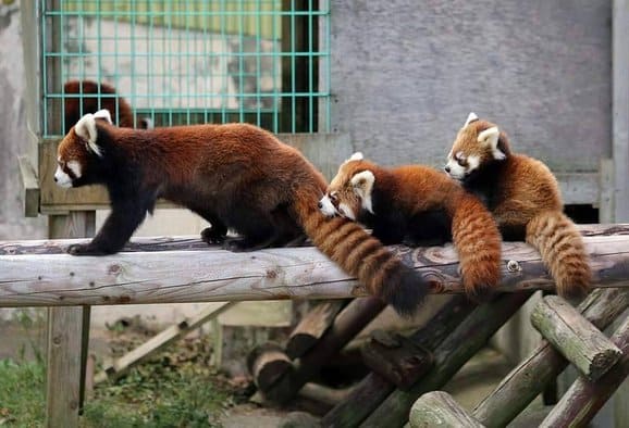 Most Heart Melting Animal Cute Red Panda Raise Their Claws To Surrender Aninspiring Com