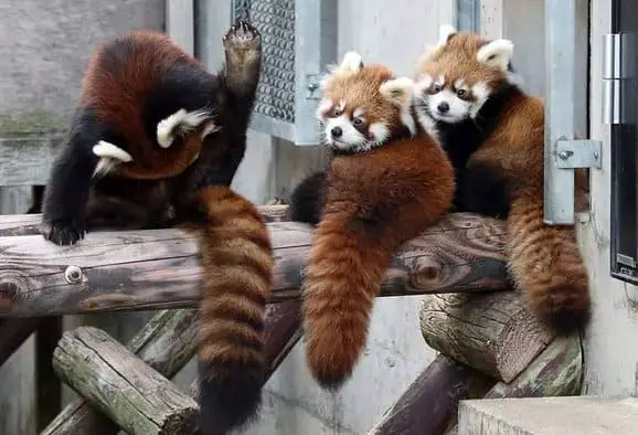 Most Heart Melting Animal Cute Red Panda Raise Their Claws To Surrender Aninspiring Com