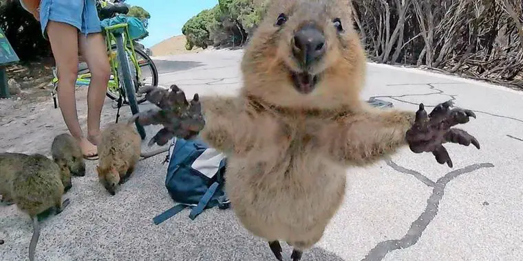 World Most Photogenic Living Creature! Super Adorable Setonix Brachyurus ---- Quokka!