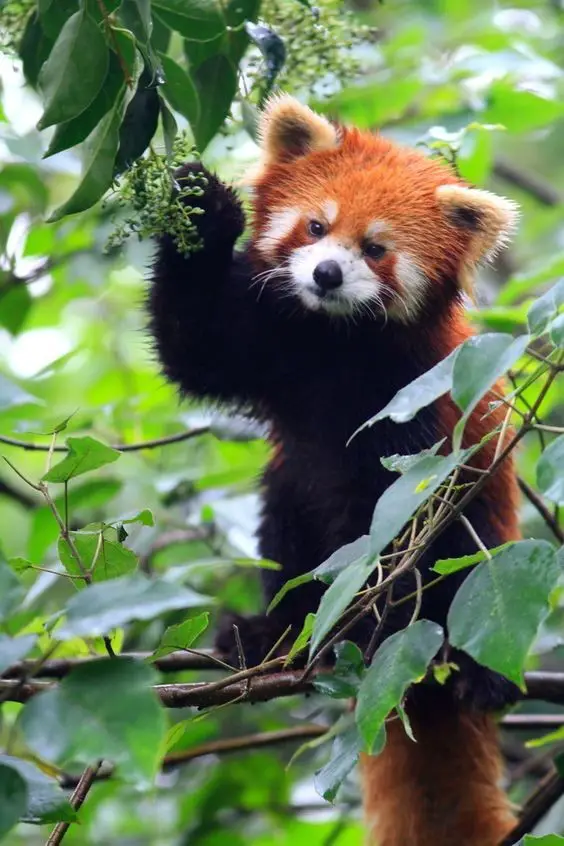 2020 Most Heart Melting Animal Cute Red Panda Raise Their Claws To Surrender Aninspiring Com