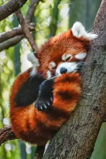 Most Heart Melting Animal Cute Red Panda Raise Their Claws To Surrender An Inspring
