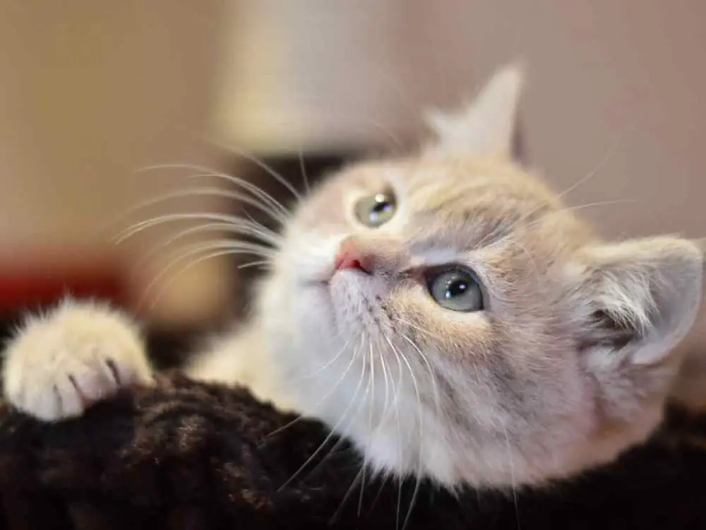 How Much Does A Cat Cost To Adopt? Check These Psychological Benefits